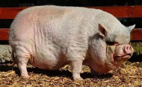 小猪崽子爆料视频播放,揭秘幕后真相  第1张